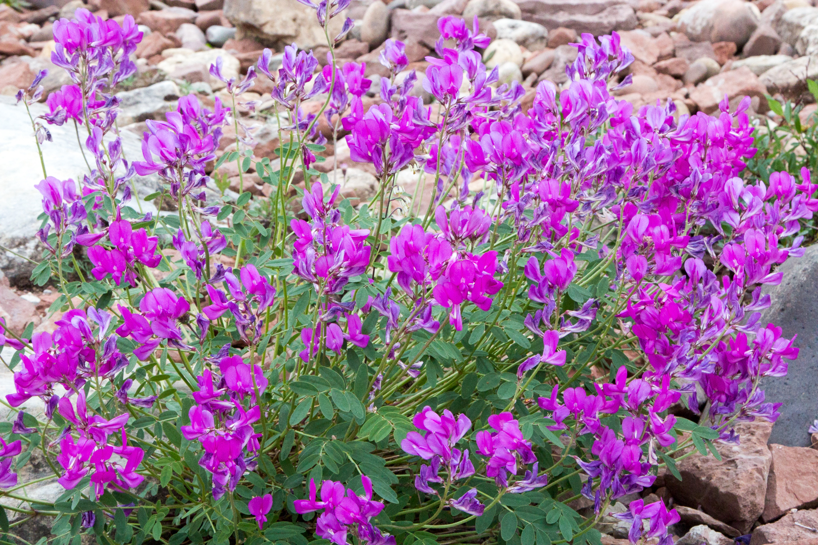 цветы Анабарского плато