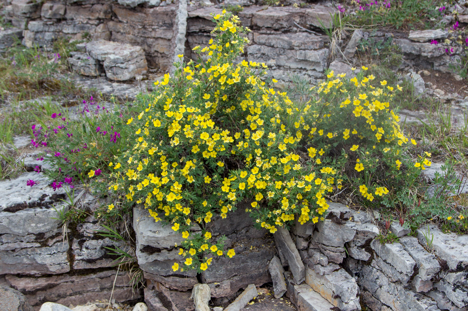 цветы Анабарского плато